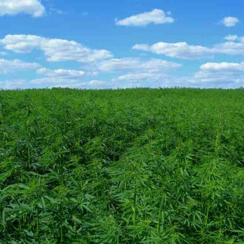 The Resurgence of Industrial Hemp